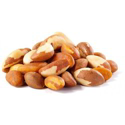 Brazil Nut